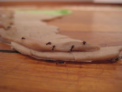 ants attack tierra del fuego!!!